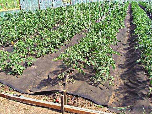 Искусственное мульчирование