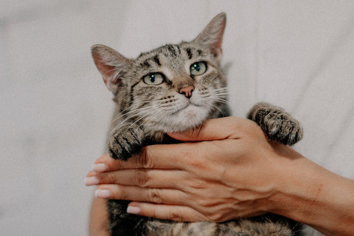 
Мила жила в подвале, ну как жила - выживала. Беременность подходила к концу, а надежного места для котят не было, перспективы с едой - туманные.

