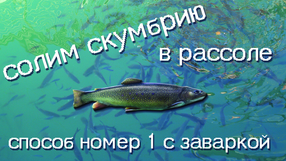 Как засолить скумбрию? Скумбрия малосольная. Получилась обалденная рыба,  съедается за раз. | Готовим Вкусно Мужики | Дзен