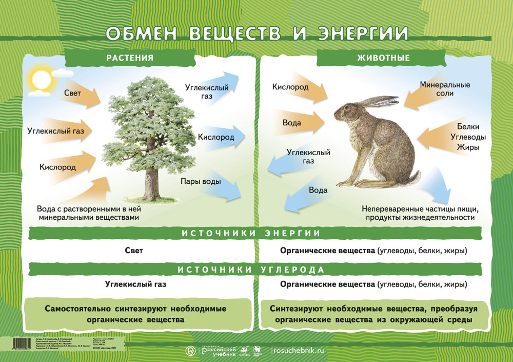 Схема животное живой организм