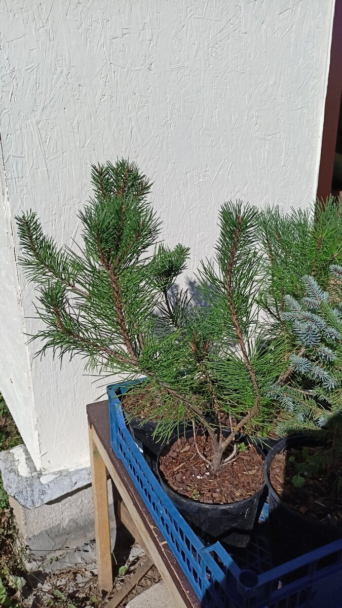 Сосна Мугус