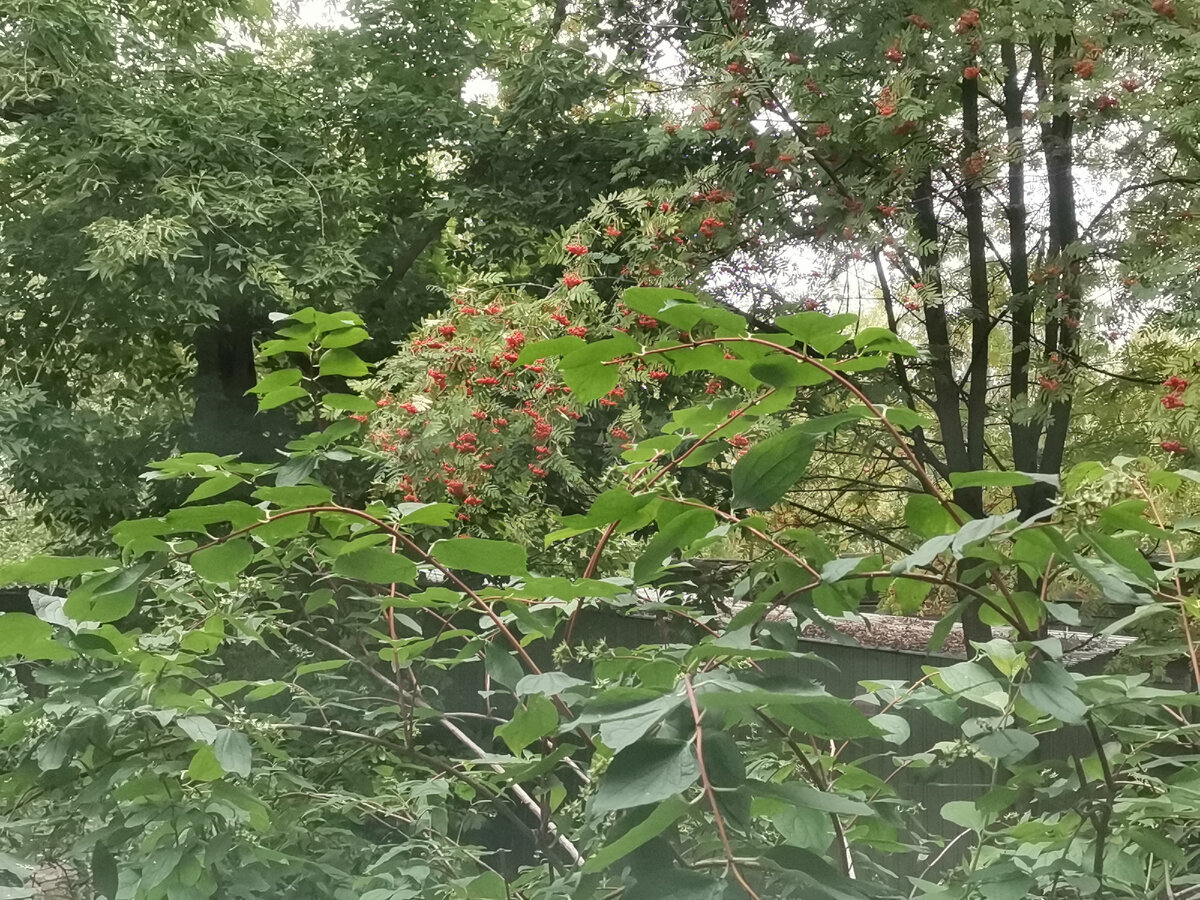 Рябина перед окном🌿