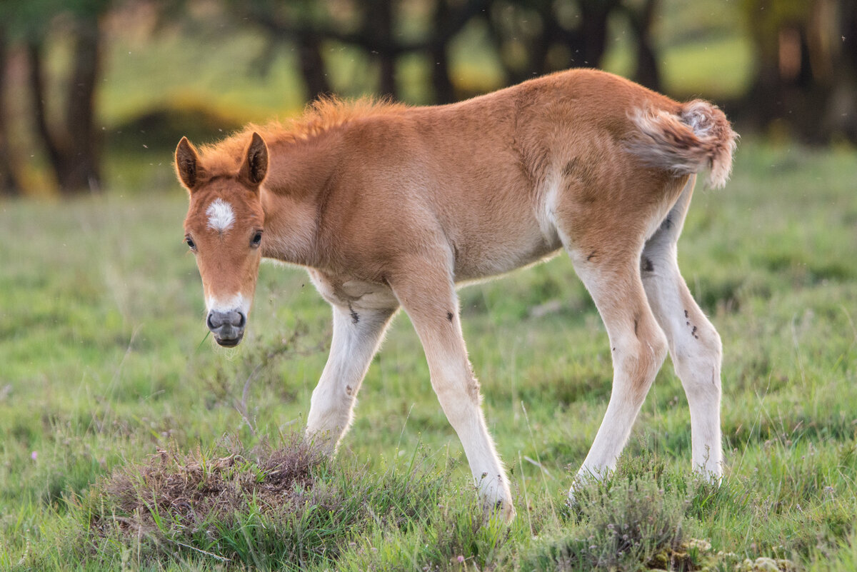Знаете почему жеребята могут после рождения быстро встать и полноценно существовать, а те же щенки нет? Потому что травоядные рождаются сформированными, то есть если придётся бежать, то они побегут. А вот щенята рождаются недоразвитыми, потому что их родителям, по природе, нужно быстрее родить, чтобы полноценно охотиться и, например, бороться за территорию. 