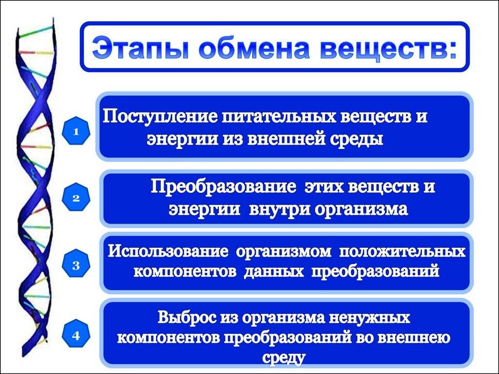 Обмен веществ и энергии основное свойство всех живых существ презентация