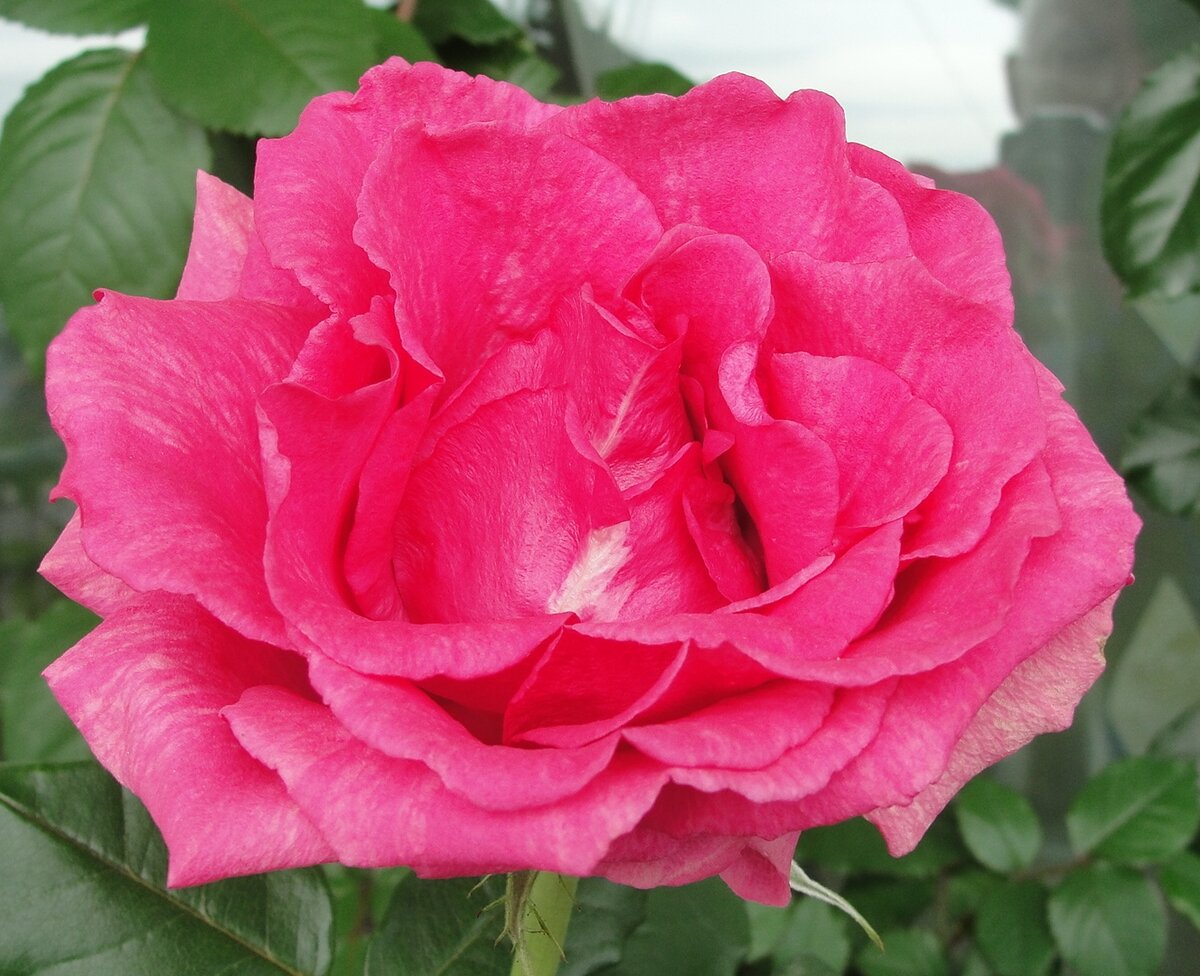 Розовая роза с рынка