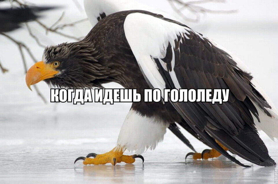 Картинка смешная, но не весело