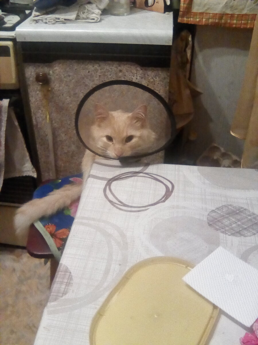 Долечиваемся дома после Ладожских приключений.