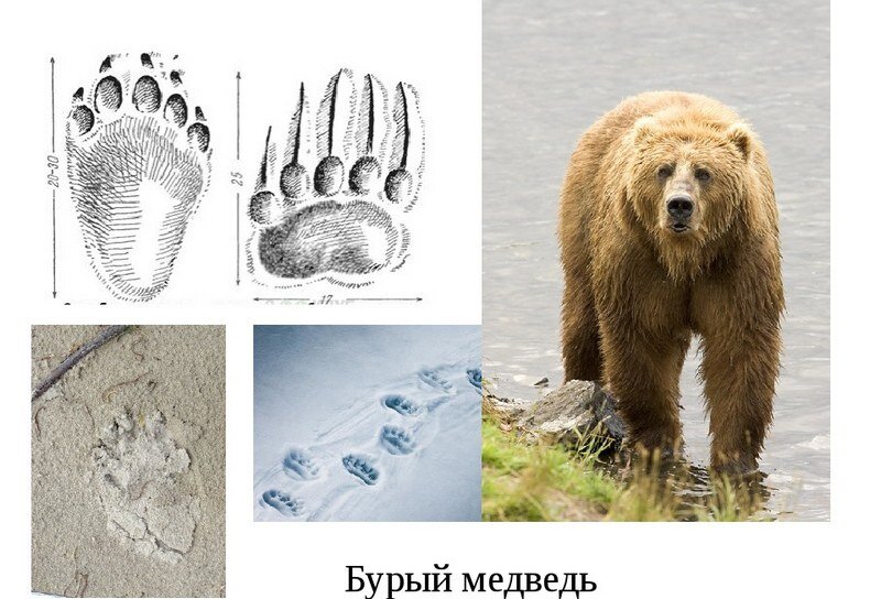 Отпечаток лапы медведя на земле фото