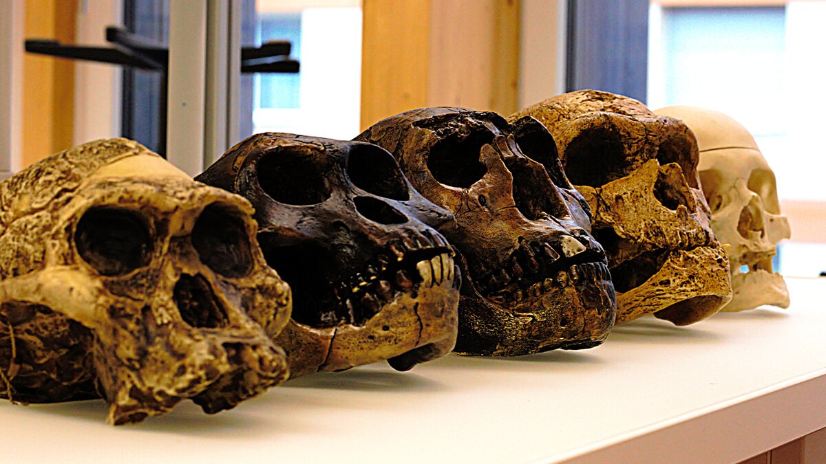 5 2 тысячи лет назад. Музей Неандерталь Эволюция черепа. Денисовский человек австралопитек.