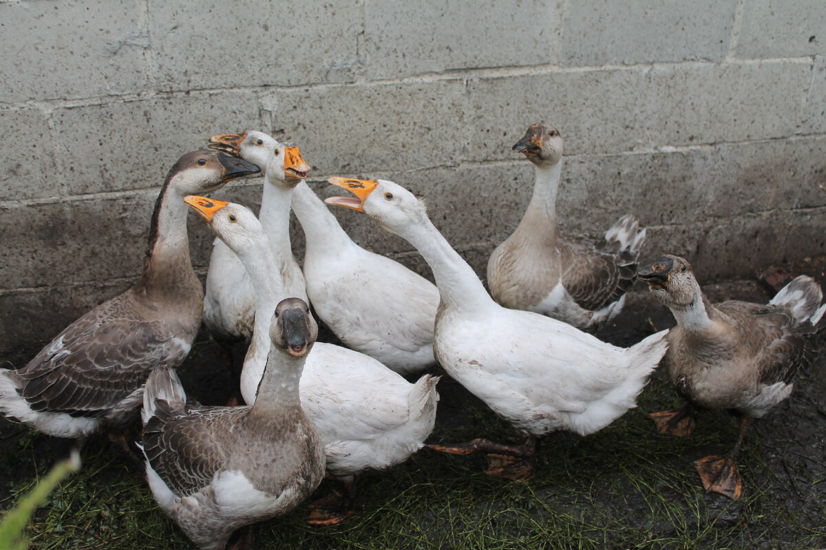 Хулиганы просто.