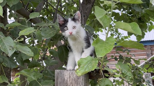 У соседского котёнка наконец-то появилось имя😁 На кого же он похож?😅