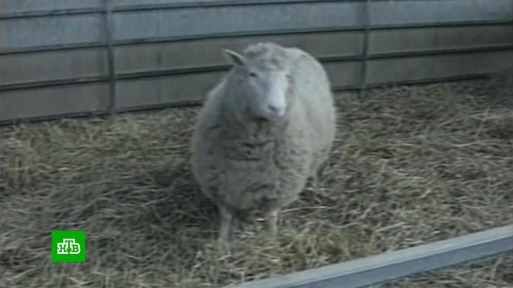    25 лет самому известному генетическому эксперименту: каковы последствия