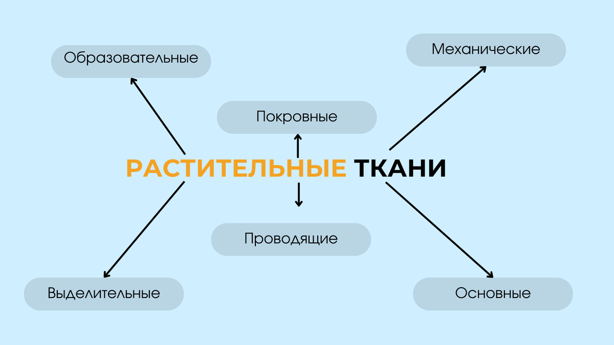 Элементы тканей у растений. Классификация растительных тканей. Покровная ткань ЕГЭ. Образовательная ткань растений. Образовательная ткань ЕГЭ