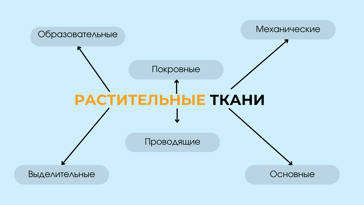 Классификация растительных тканей.