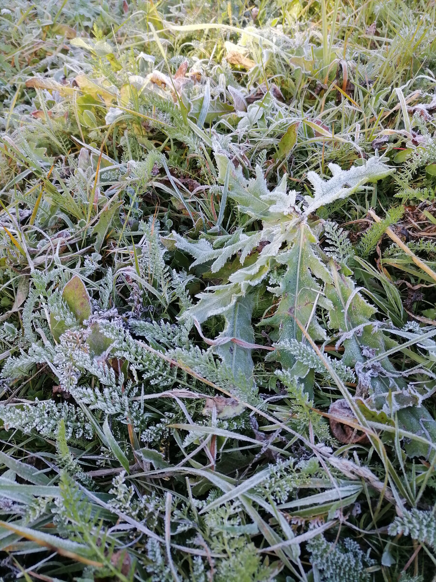 Первый заморозок.