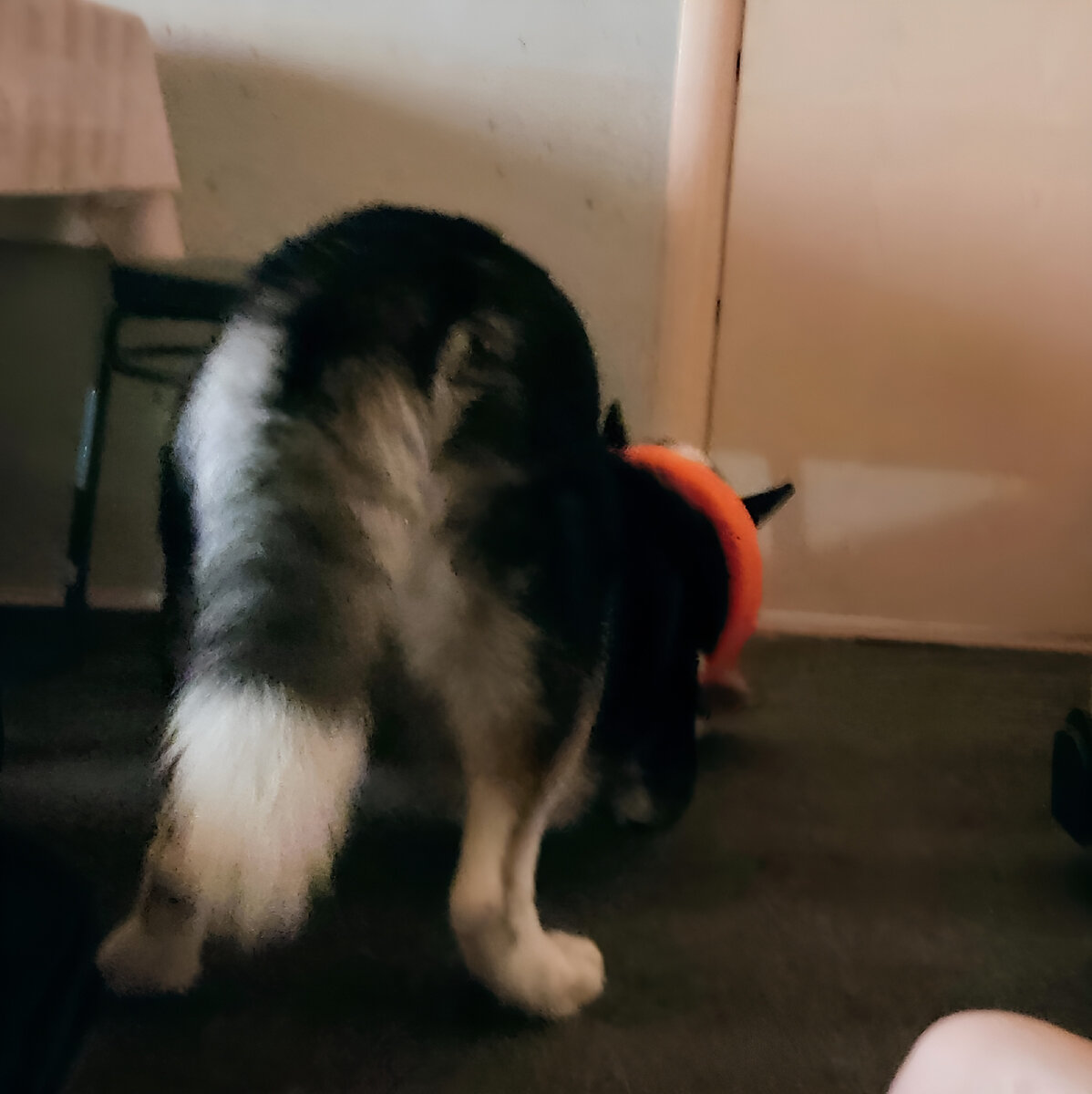 Джекилл вынюхивает кота в щелочку двери. Кот за дверью - в своих "апартаментах". Фото из личного архива автора.