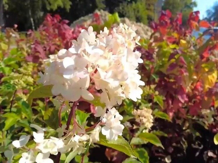     Фото: скрин с видео администрации города Тамбова