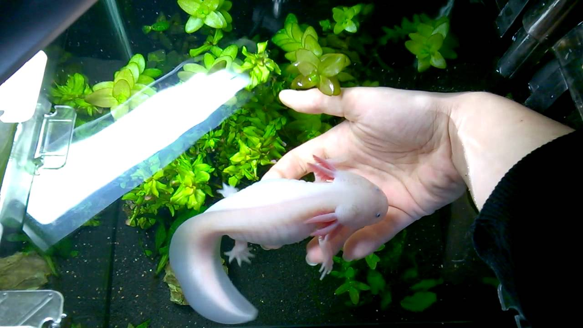 Аксолотль. Рыбка аксолотль. Личинка Саламандры аксолотль. Аксолотль в аквариуме.