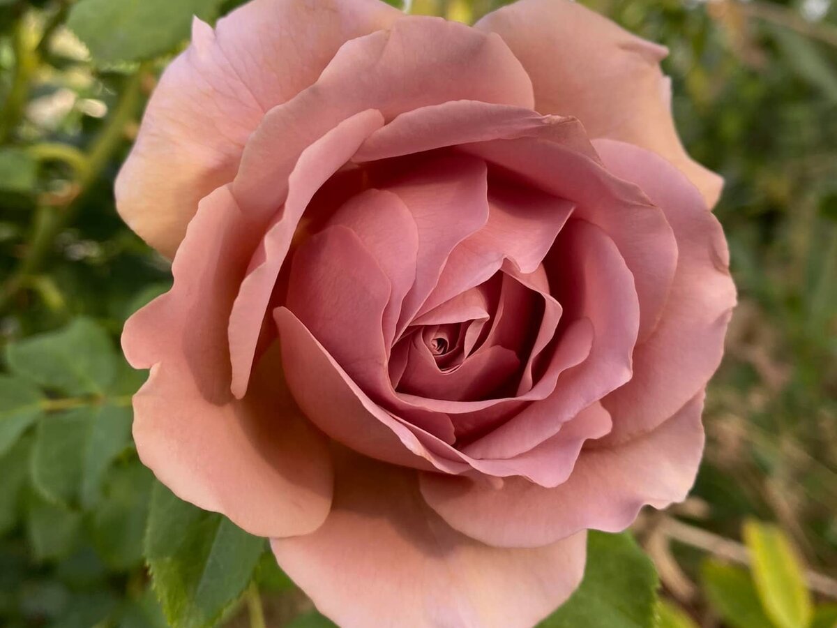 Роза Коко: особенности и характеристика сорта, правила посадки, выращивания и ухода, отзывы - все о розе Коко