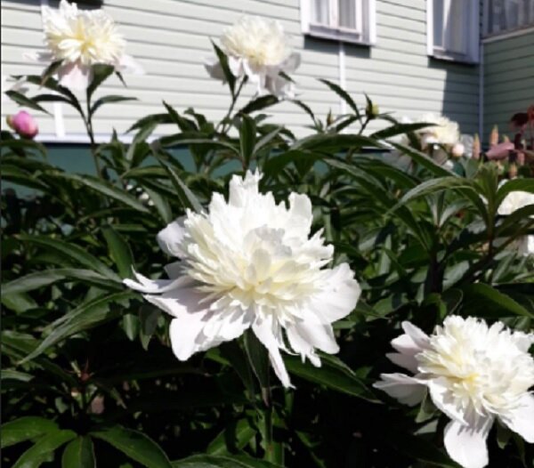 Пионы на моём участке
