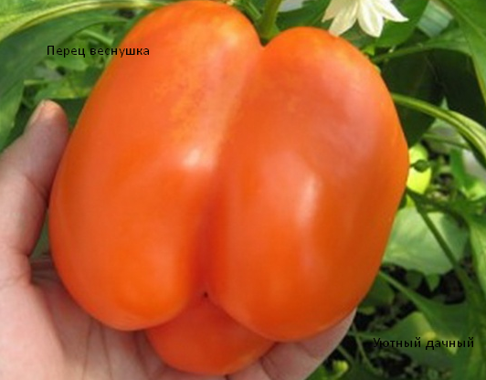 Перец Веснушка