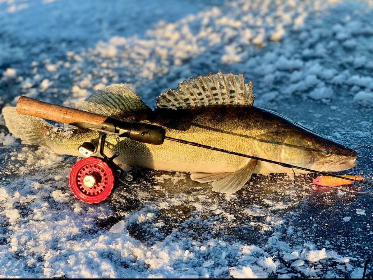 Судаки на льду: фото и секреты успешной зимней рыбалки