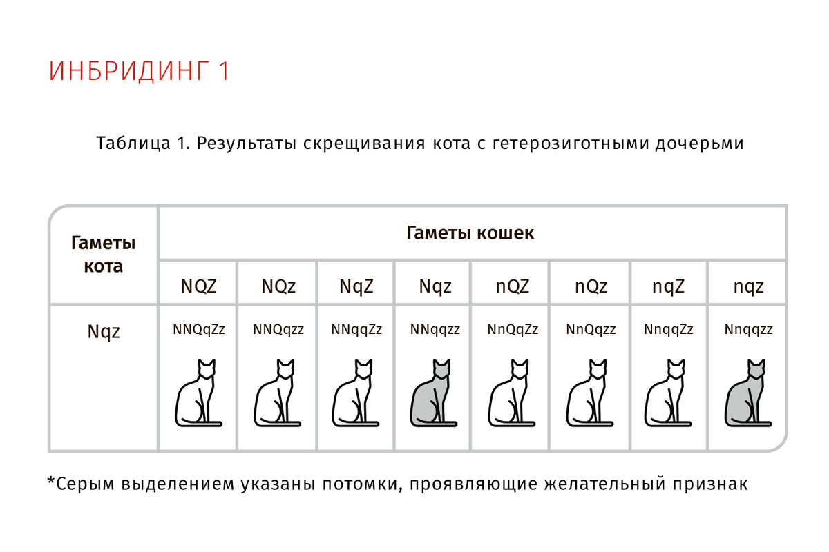 Схема "Результаты скрещивания кота с гетерозиготными дочерьми"