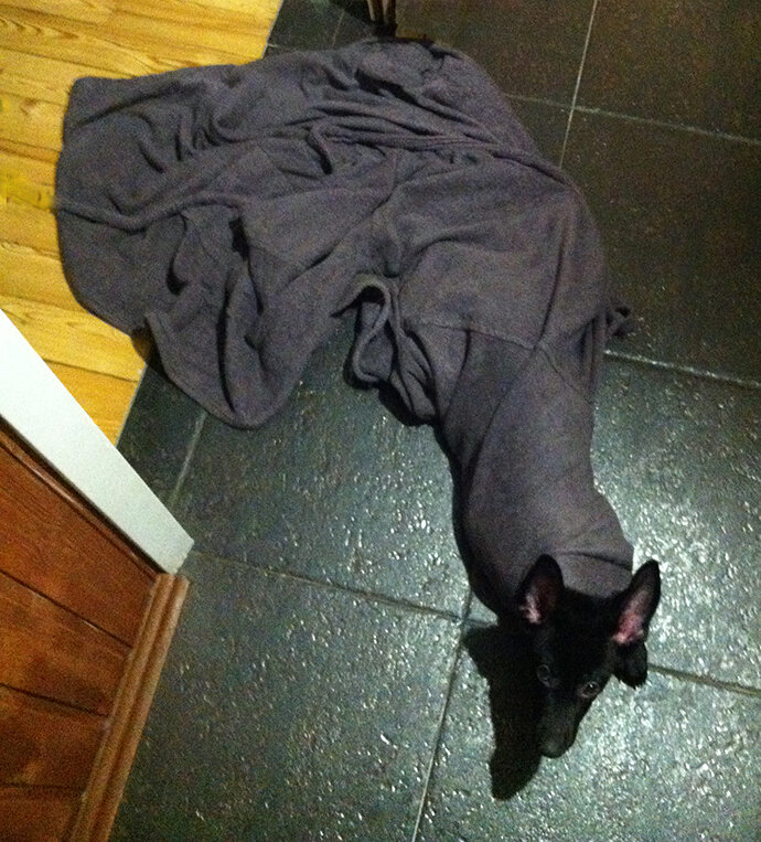 Когда Багира была маленькой и помещалась в рукаве халата © Дом Саарлоса