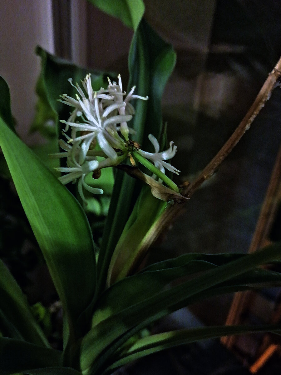 Но цветочки - это еще не все, от нее пахнет очень вкусно.