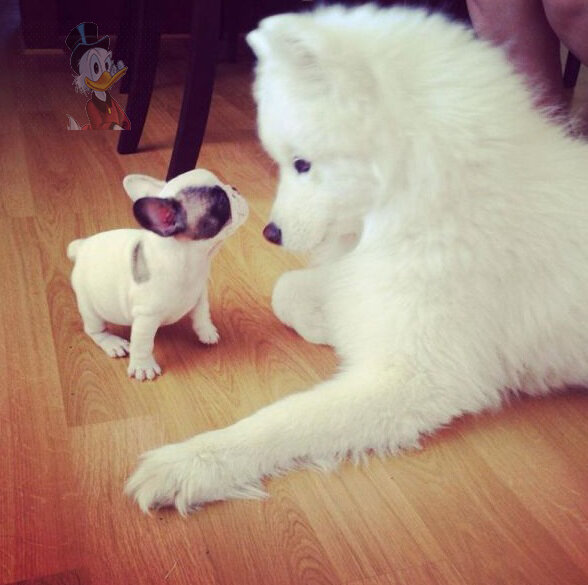 Английский с 0 до результата от Оксаны Долинки Источник фото - https://www.yaplakal.com/