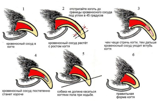 Вросший ноготь у собаки: решение проблемы
