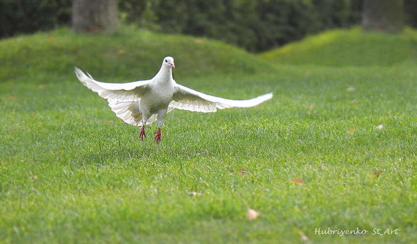 Все мои фото можно приобрести. 