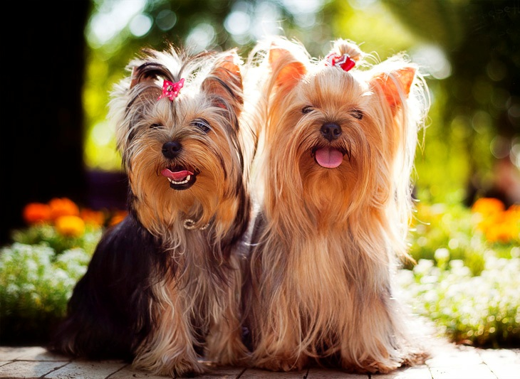 Цена: $800-$1500