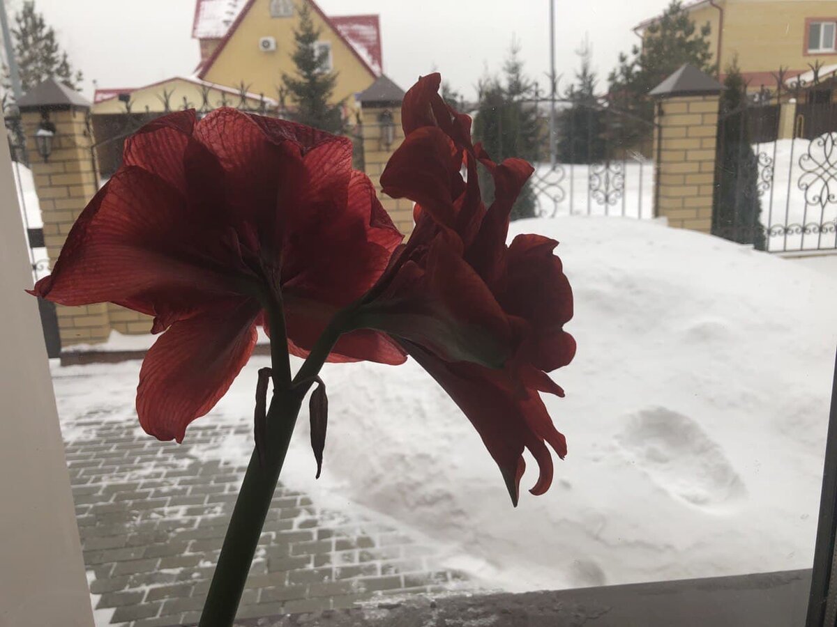 У меня за окном сугроб, а в сугробе чистый снег. Фото автора