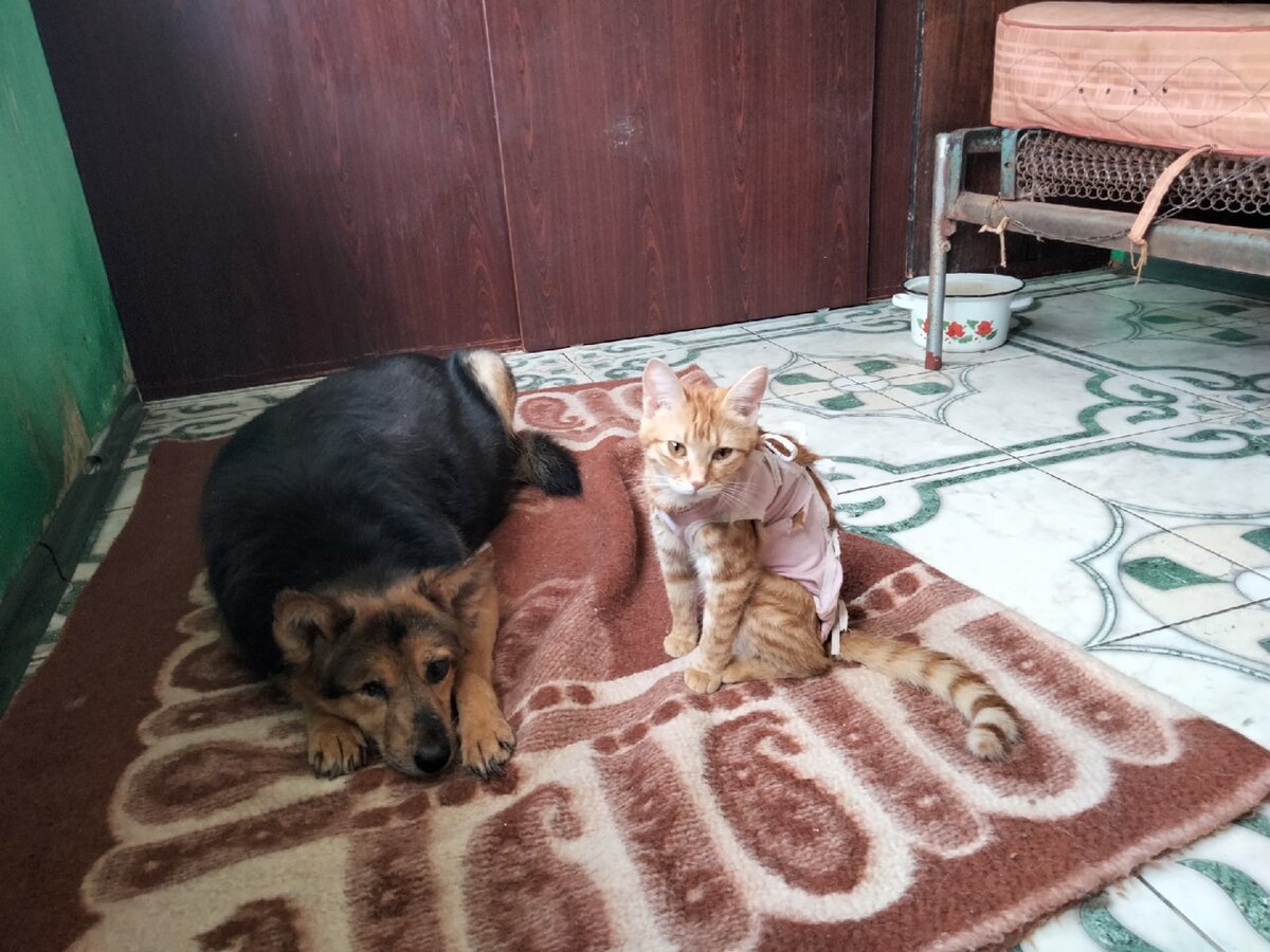 Мими кися приют донецк. Мими кися дзен. Питомник донецких собак. Собаки в милькова приют четыре лапы. Четыре лапы юрга приют.