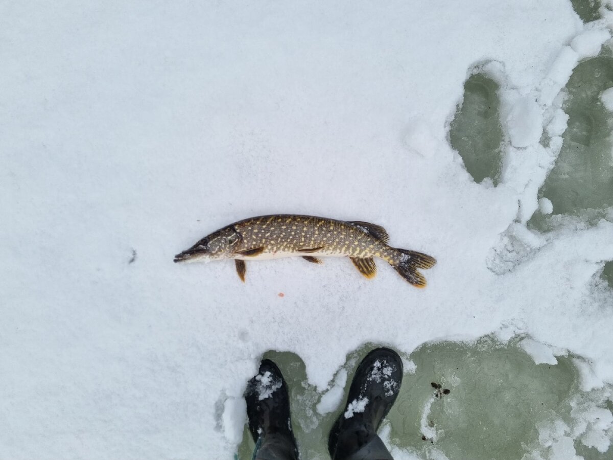 Щука на жерлицу. Фото автора