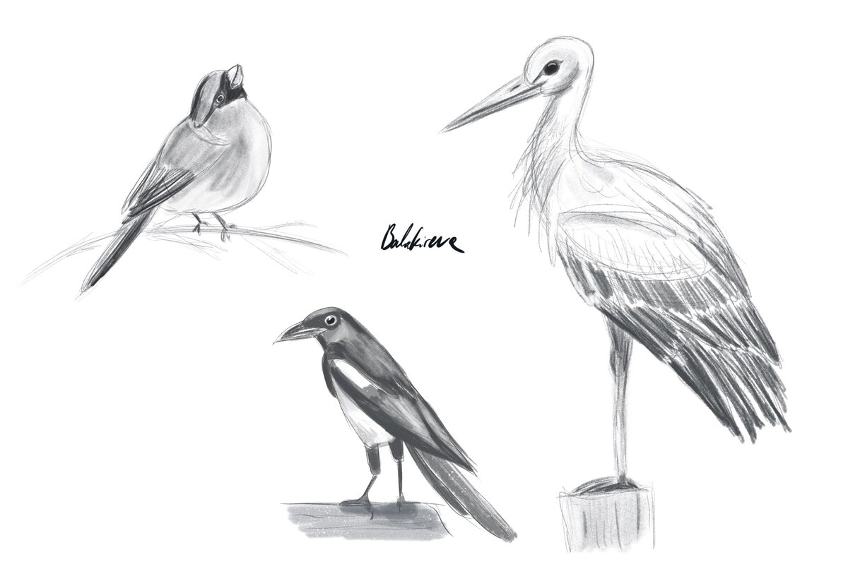 Иллюстрация №1. Птицы России. 