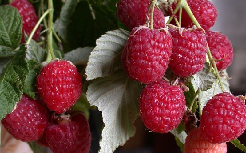 Фото https://www.instagram.com/p/CBzbRngqb0u/