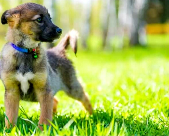                     Щенок на прогулке.                                Фото из свободных источников.