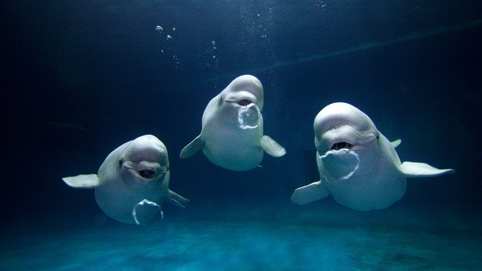 Фото из сети