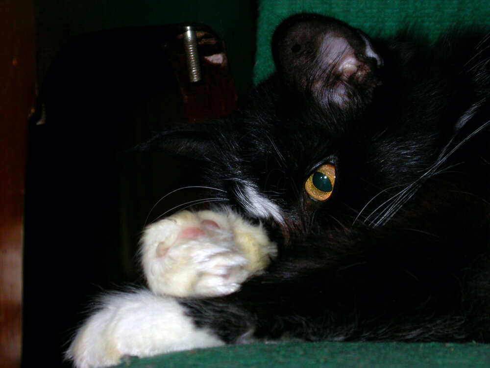 Даже если у кошки что-то сильно болит, она может не показывать это жалобным мяуканьем, а молча терпеть