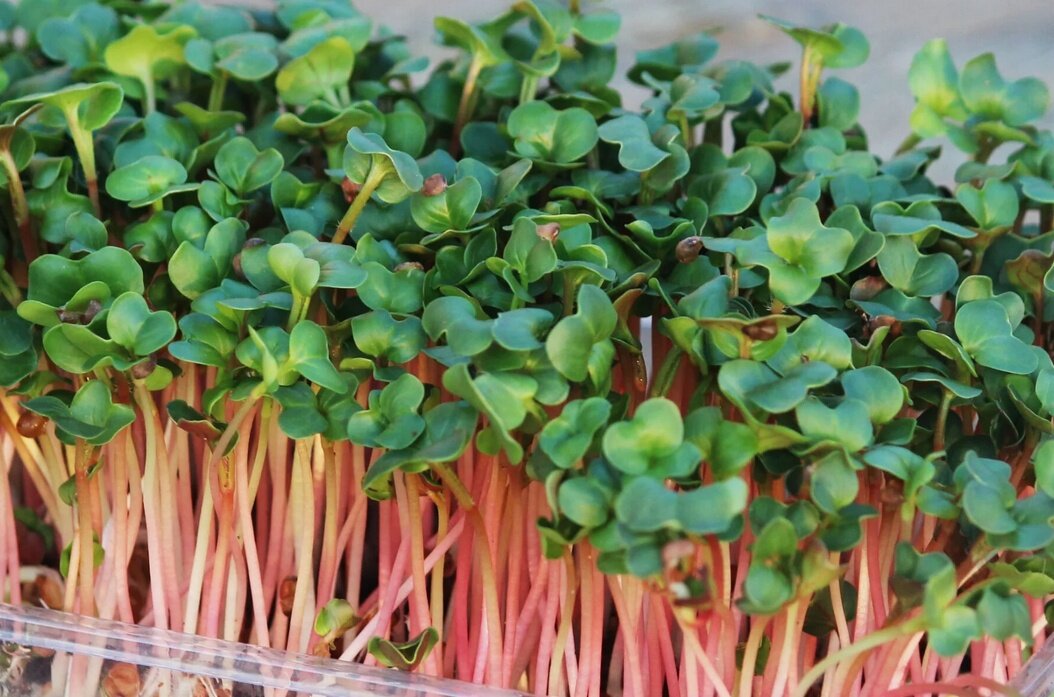 Микрозелень кресс-салата готова через 7 дней.  Листайте 👉