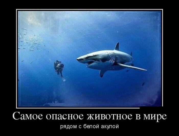 Самое опасное существо (рядом с белой акулой)