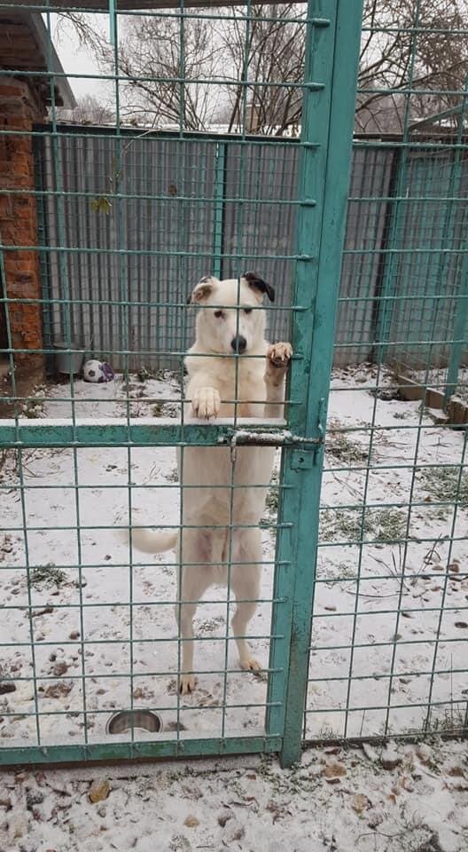 Шарли, 4,5 года, ищет семью
