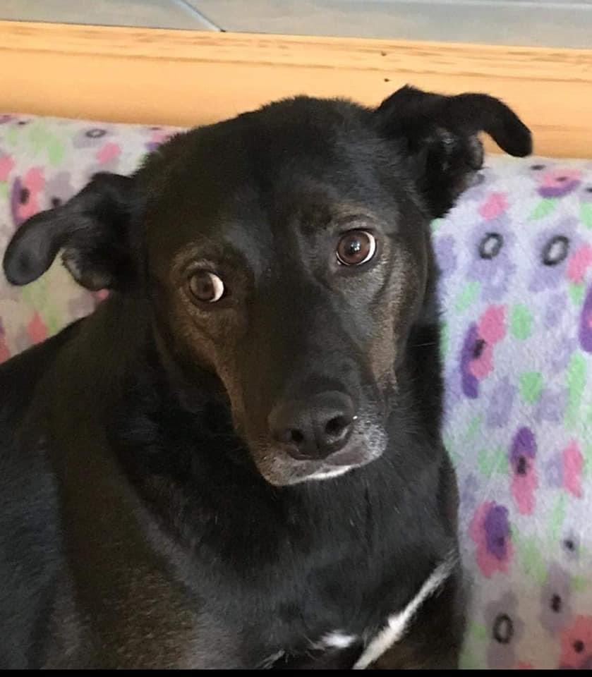 Нора, 5 лет, ищет семью