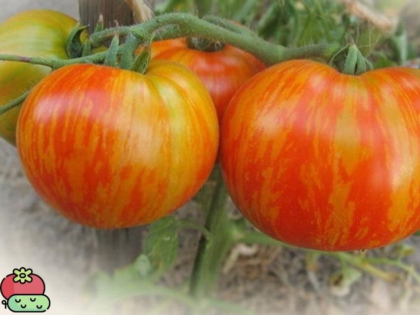 томат толстый боцман семена алтая. томат боцман описание. томат толстый боцман семена алтая. полосатый боцман томат. томат боцман описание.