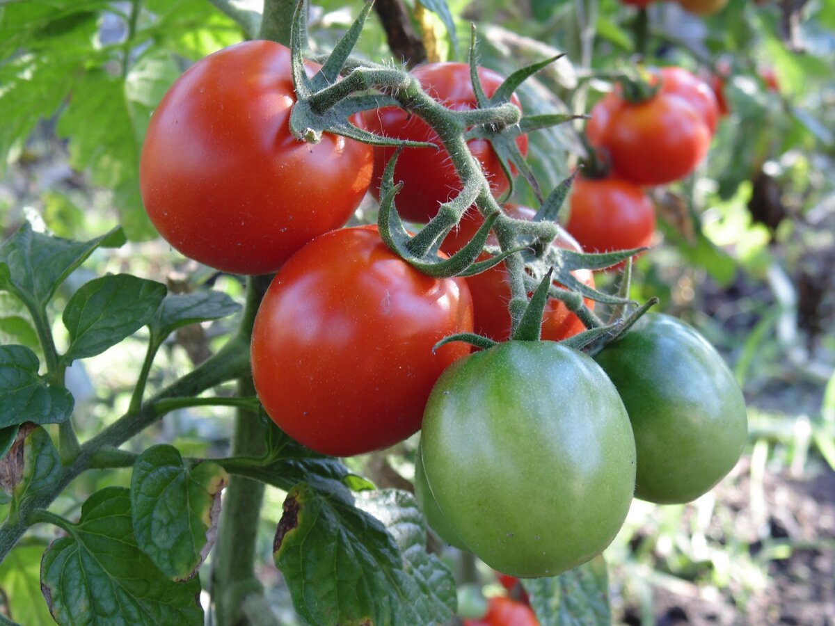 7 золотых правила для богатого урожая томата. Или как я выращиваю помидоры по советам итальянцев