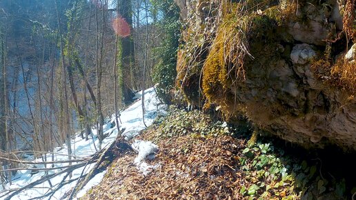 Потрясающая снежная весна, зелёный плющ и солнце в ущелье реки Горелая балка (рядом с водопадом Университетским близ Мезмая).