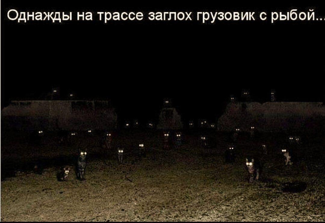 Овцы в темноте с горящими глазами