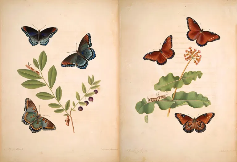 Черная и голубая восхитительная бабочка (Papilio ursula) и бабочка цвета каштана (Papilio gilippus)